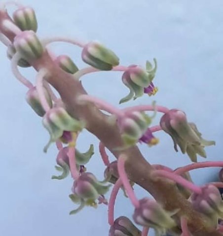 Ledebouria socialis purple filaments